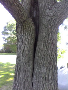 walnut tree rotted center