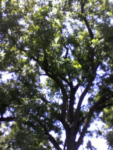walnut tree up close image