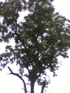 walnut tree end of first day image