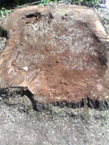 rotted stump image