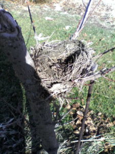 robin nest January 21